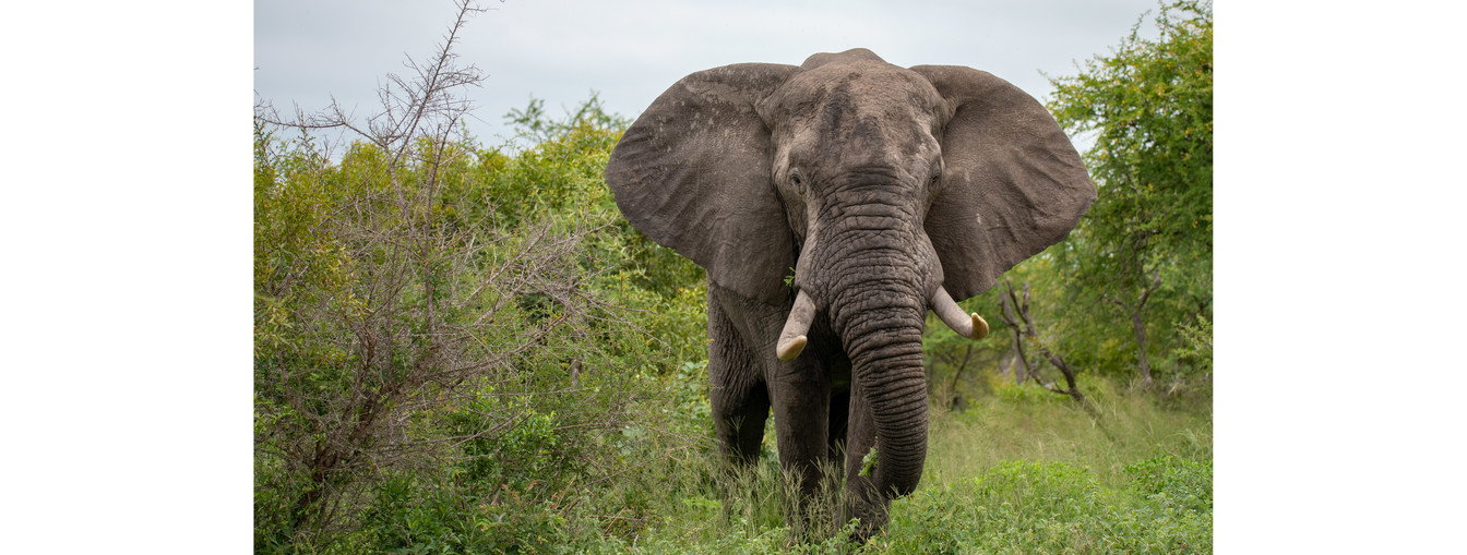 Foto van een olifant