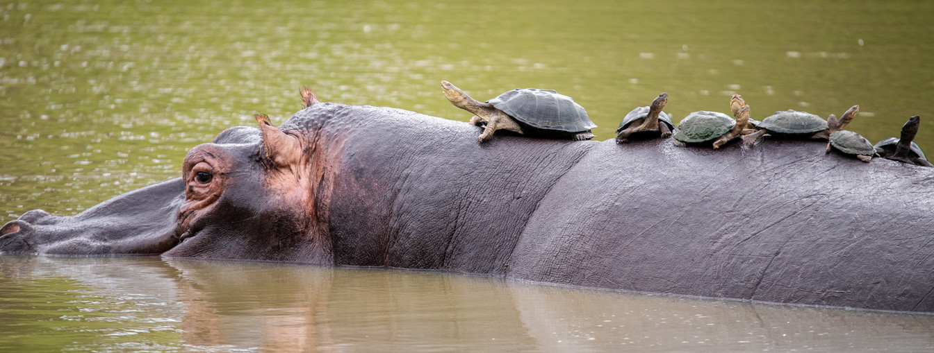 Foto nijlpaard met schildpadjes op zijn rug